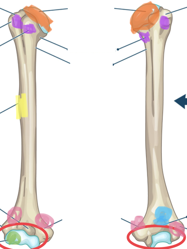 <p>What are the structures highlighted in purple?</p>