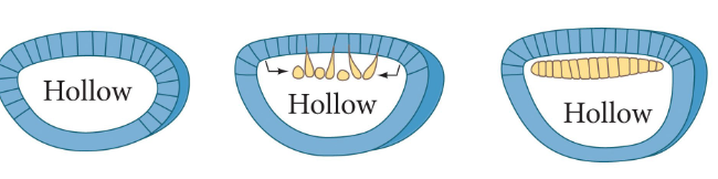<p>cells apart of a sheet break away individually and form new sheets</p>