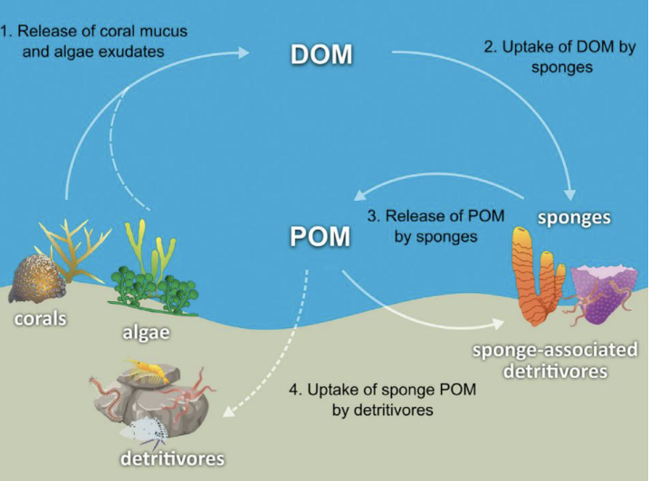 <p>they facilitate the transport of organic matter </p>