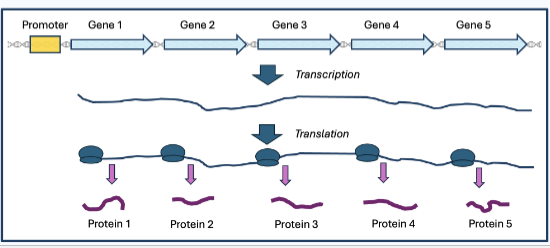 <p>polycistronic RNA</p>
