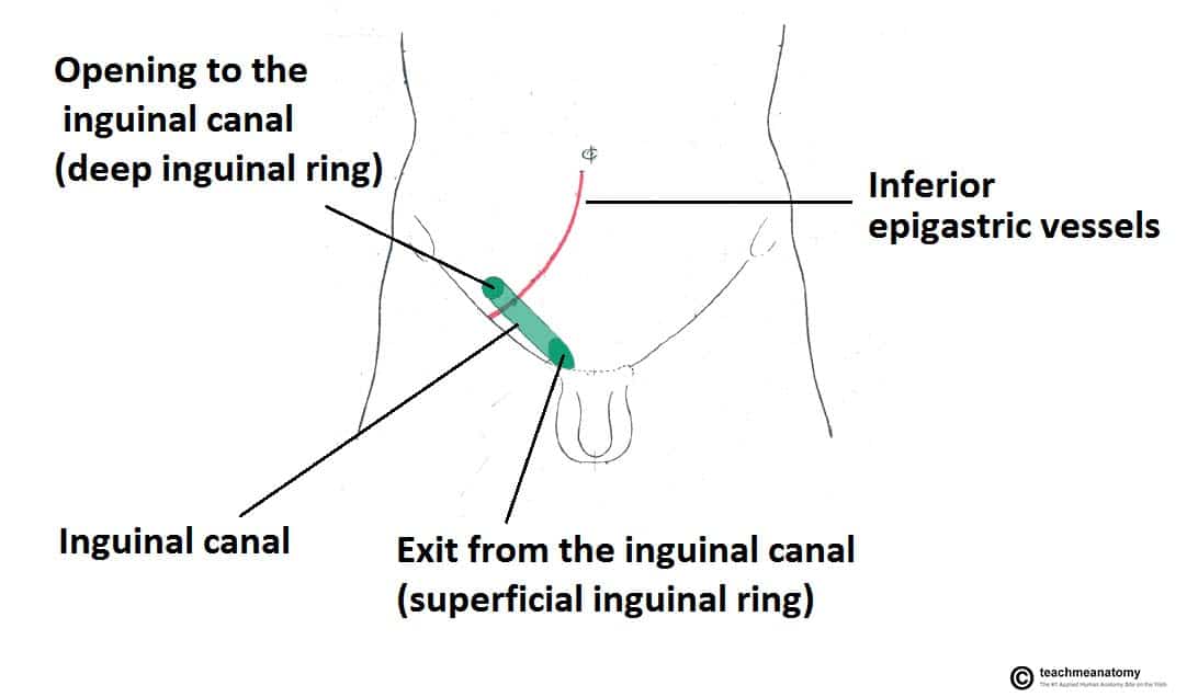 <p>Where is the deep inguinal ring found?</p>