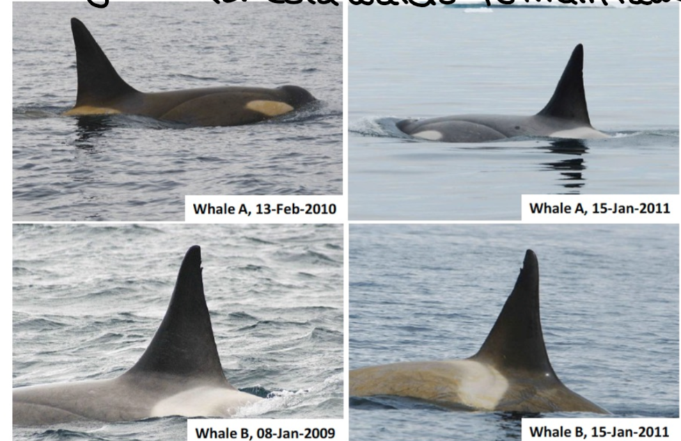 <p>Resident killer whales in antarctica to brazil where the whales change color over the years. The warm water uses energy to change their skin which wont have much effect on their metabolic budget </p>