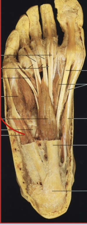 <p>What muscle, layer, action and innervation is this?</p>