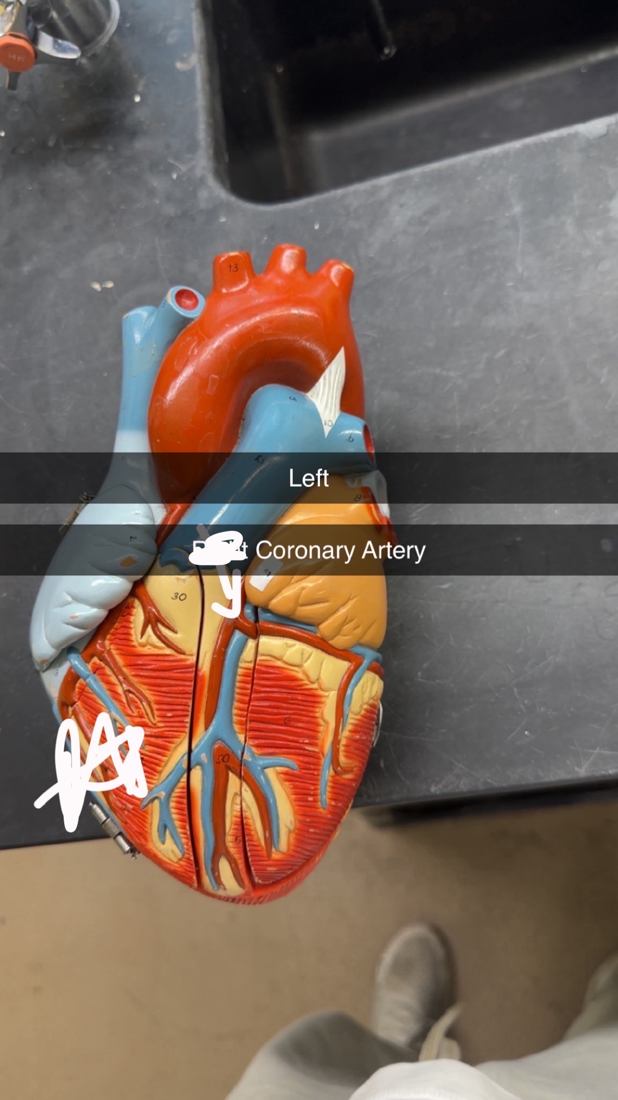 knowt flashcard image