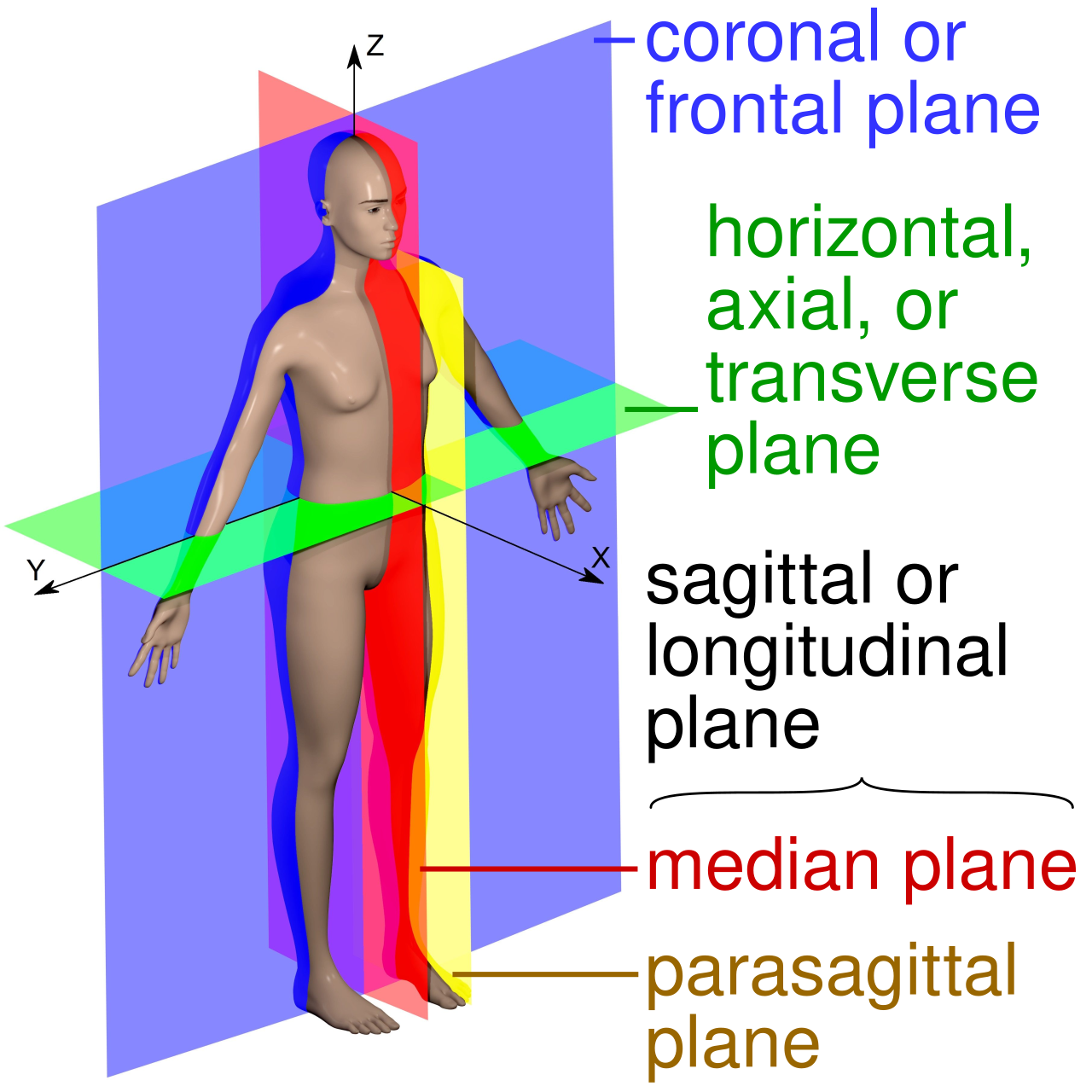 <p>Upper and lower.</p>
