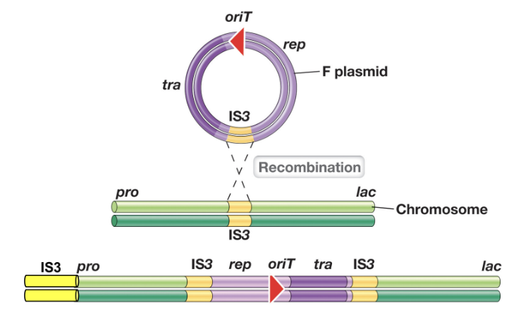 <ul><li><p>F’ (F prime) plasmids arise when a chromosomally integrated F plasmid is excise incorrectly, carrying adjacent bacterial chromosomal genes</p></li><li><p>During conjugation, the F’ plasmid is transferred to a F<sup>-</sup> recipient, allowing the recipient to obtain donor chromosomal genes</p></li><li><p>The recipient may contain two copies of certain chromosomal genes (partial diploidy)</p></li></ul><p></p>