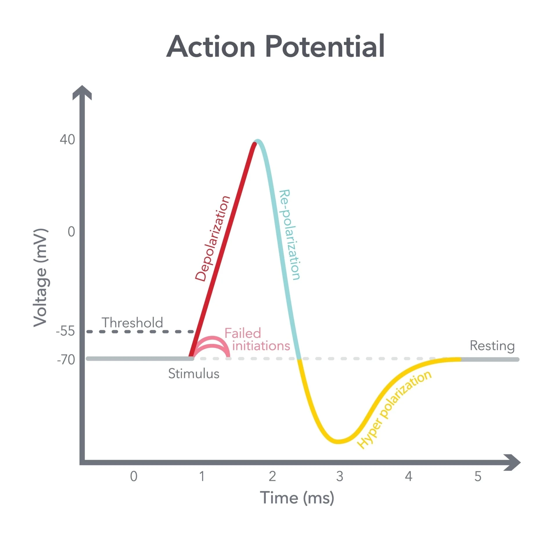 <p>Unit 1</p><p>Stimulus must trigger the AP past its threshold, but does not increase the intensity or speed of the response (flush the toilet).</p>
