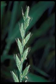 <p>Ryegrass</p>