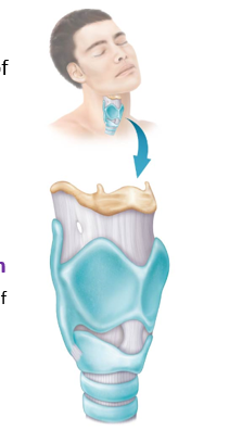 <p>Keeps food and liquids out of the remaining respiratory tract &amp; houses the vocal cords </p><ul><li><p>Superior to the vocal cords </p><ul><li><p>Lined by <strong>stratified squamous nonkeratinized epithelium</strong> </p></li><li><p>Protects against mechanical stress where both food and air pass through </p></li></ul></li><li><p>Inferior to the vocal cords</p><ul><li><p>Lined by <strong>pseudostratified ciliated columnar epithelium </strong></p></li><li><p>Cilia serve to propel mucus and debris up and out as one “clears their throat”</p></li></ul></li></ul><p></p>