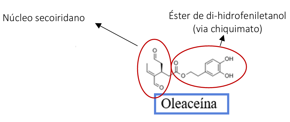 <ul><li><p>oliveira</p></li><li><p>folhas</p></li><li><p>oleaceína</p></li><li><p>febrífugo, hipoglicemiante, anti-hipertensor pq inibe a enzima de conversão da angiotensina I em II </p></li><li><p></p></li></ul><p></p>