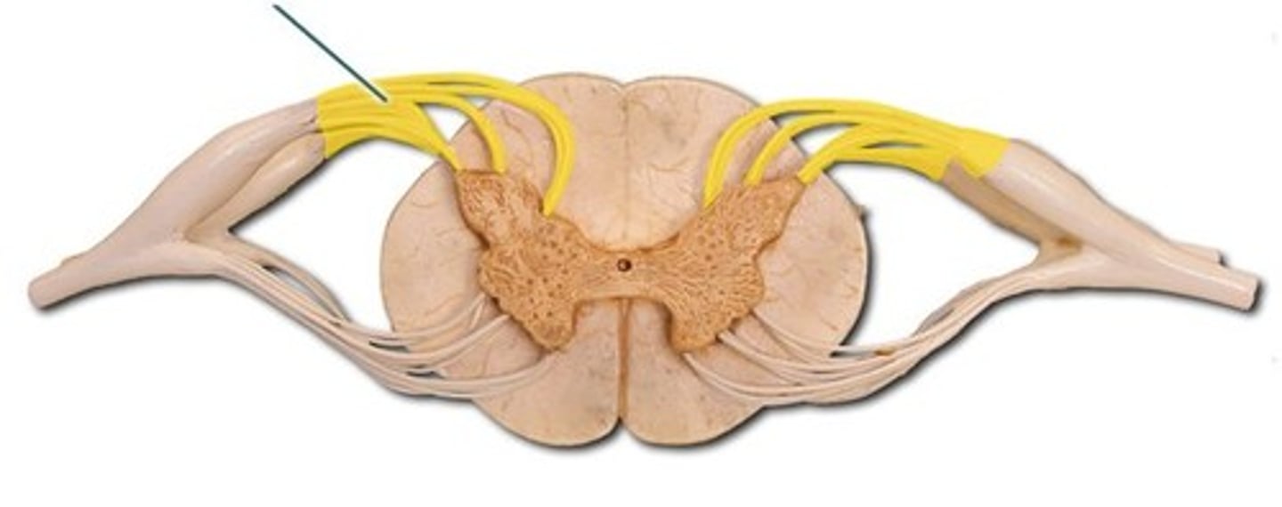 <p>The sensory root of a spinal nerve, carrying afferent fibers to the spinal cord.</p>
