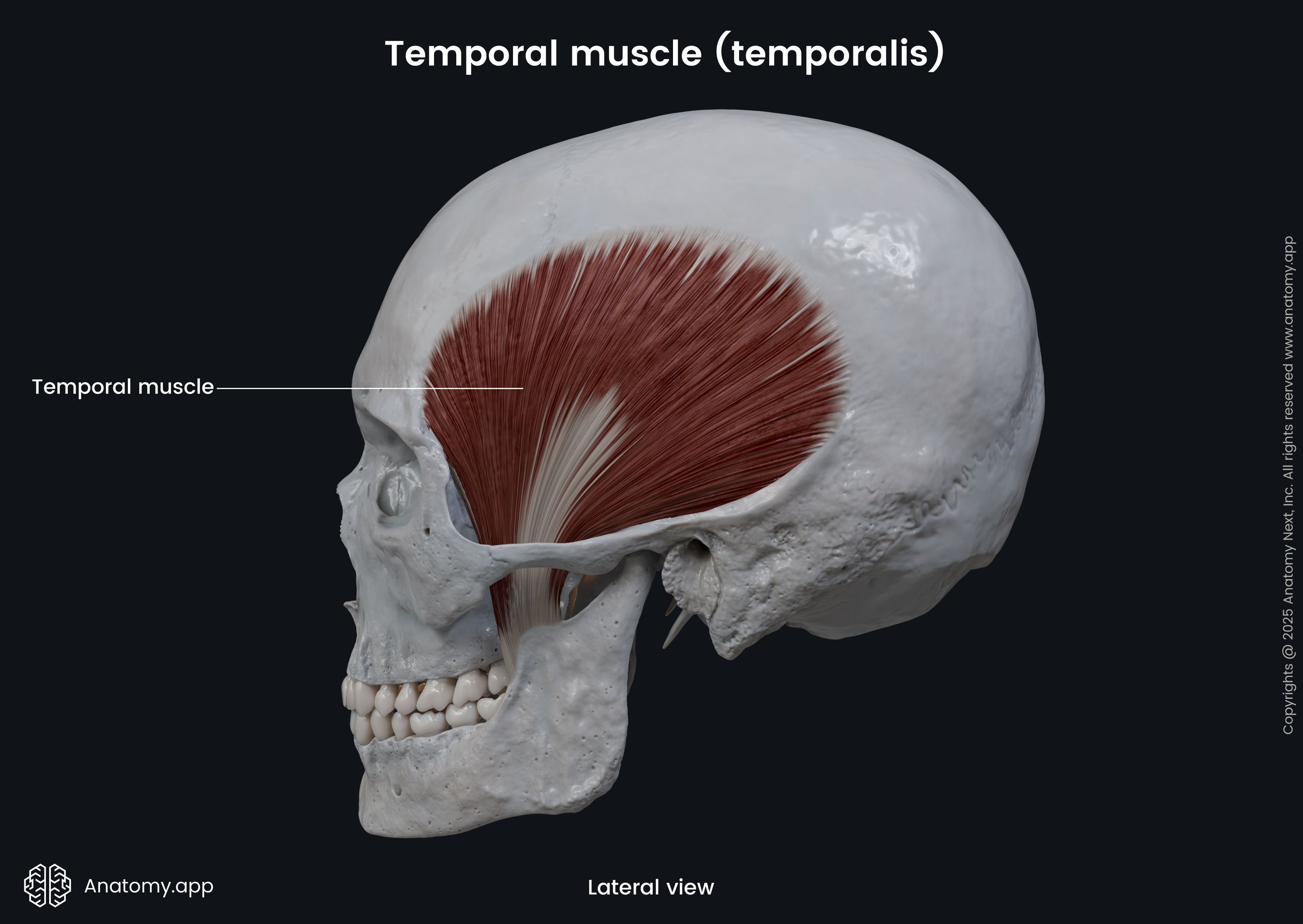 <p><strong>Origin: </strong>Temporal fossa.</p><p><strong>Insertion: </strong>Coronoid process of mandible.</p><p><strong>Action: </strong>Closes jaw.</p><p><strong>Antagonist: </strong>Digastric muscle.</p>