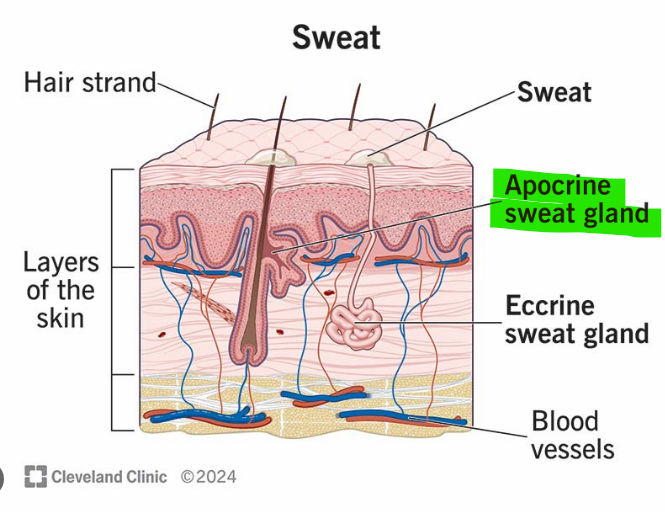 <p>Apocrine sweat glands </p>