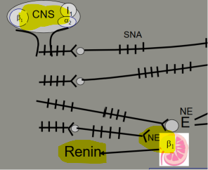 <p>How does sympathetic activity affect renin?</p>