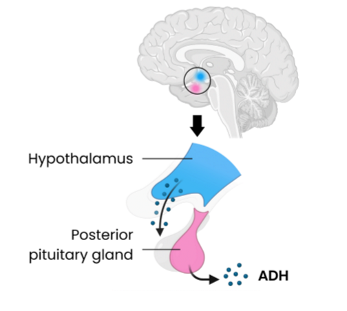 <ol><li><p>attaches to receptors on collecting duct (and distal convoluted tubule) </p></li><li><p>stimulating addition of channel proteins (aquaporins) into cell-surface membrane </p></li><li><p>so increases permeability of cells of collecting duct and DCT to water </p></li><li><p>so increases water reabsorption from collecting duct / DCT (back into blood) by osmosis </p></li><li><p>so decreases volume and increases concentration of urine produced </p></li></ol><p></p><p>The above applies to a decrease in water potential of the blood (e.g. increased sweating, reduced water intake, increased salt intake). The body responds to an increase in water potential in the opposite way (less ADH secreted, less attaches to receptors, less addition of channel proteins, permeability remains low, less water reabsorption, higher volumes and increased concentration of urine etc). </p><p></p>