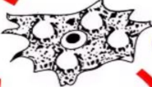 <p>SCIENTIFIC NAME</p>