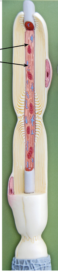 <p>What is this ?</p>