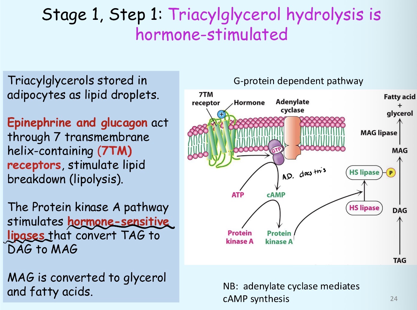 <p>They bind to 7TM receptors, activating the adenylate cyclase which mediates cAMP synthesis, resulting in lipolysis</p>