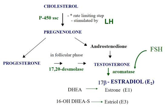 <p>aka the estrogen of pregnancy. made by conversion of 16-OH DHEA-S which is produced by the fetus</p>