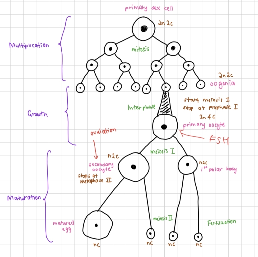<p>Oogenesis</p>