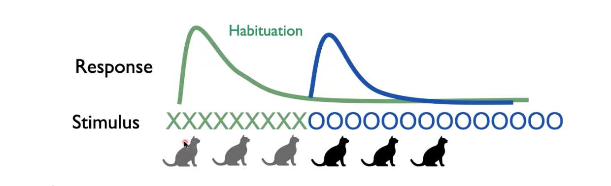 <p>Subject shows an initial response to a stimulus but over the course of repetition the response is weakened (habituates). The stimulus is then changed slightly, and if the change is detected the response is increased. </p><p></p><p>This is how we test if babies can tell the difference between two stimuli</p>