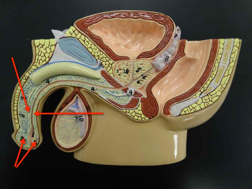 <p>Name the structure</p>
