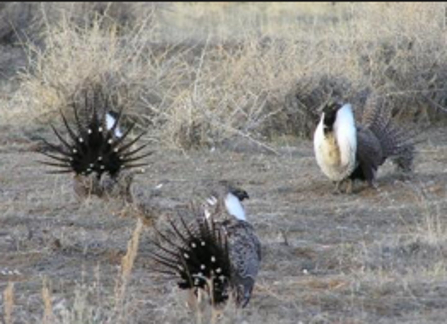 <p>A lek is an aggregation of males that gather to engage in competitive displays that may entice visiting females surveying prospective partners for copulation.</p>