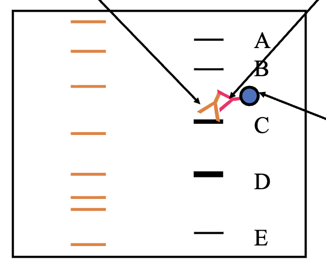 <p><span>Labeled Secondary Antibody binds to the Primary Antibody</span></p>