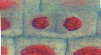 <p>Cytokinesis (Cell plate forming between the two cells)</p>