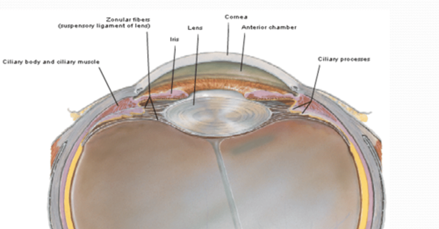 <p>What are suspensory ligaments (vascular layer) and what is their function?</p>