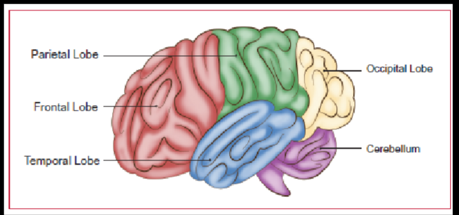 <p>• Nervous System: central and peripheral</p><p>• Frontal Lobes: important in the planning of</p><p>physical movement.</p><p> Broca’s Area: speech production</p><p>• Temporal Lobes: important for perception</p><p> Wernicke’s Area: speech comprehension</p><p> Heschl’s gyrus: primary auditory center</p><p>• Parietal Lobes: process incoming sensory</p><p>information.</p><p>• Occipital Lobes: process of incoming visual</p><p>information.</p>