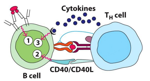 <ol><li><p>B cell recognize Ag…</p></li><li><p>internalize…</p></li><li><p>process…</p></li><li><p>Express pro-apoptotic factor Bad and CCR7 which dictates migration to the border of T cell zone</p></li><li><p>T cells expressing CXCR5 after activation by DCs in the paracortex move towards the follicle</p></li><li><p>B cell present peptides via MHC II to CD4+ T cells</p></li><li><p>Co-stimulatory signals from T cells via <span style="color: yellow;">CD40L/CD40</span> interaction</p></li><li><p>Cytokines ie. <u>IL-21</u> from T cell direct B cell differentiation</p></li><li><p><span style="color: yellow;">Bcl2</span> expressed to promote B cell survival</p></li><li><p>Extrafollicular response</p></li><li><p>germinal centre formation</p></li></ol><p></p>