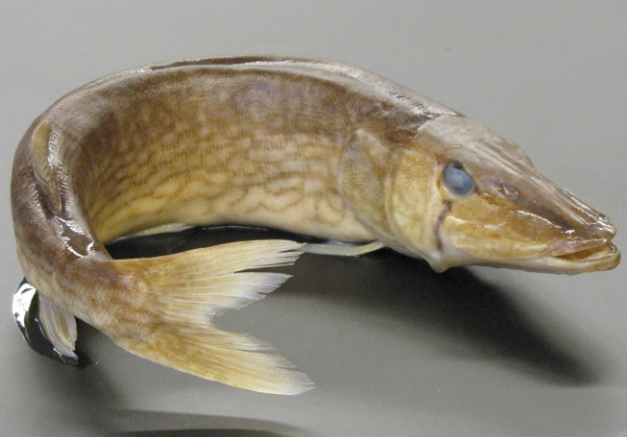 <p>Common name, Family, Scientific Name?</p>