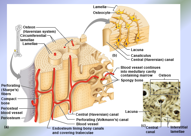 <p>Microscopic Anatomy of Compact Bone</p>