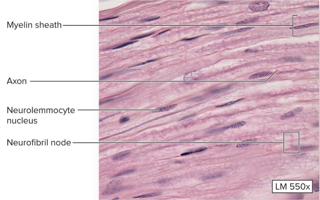 <ul><li><p>What is an axon in a nerve?</p></li><li><p>What surrounds an individual myelinated nerve fiber?</p></li></ul><p></p>