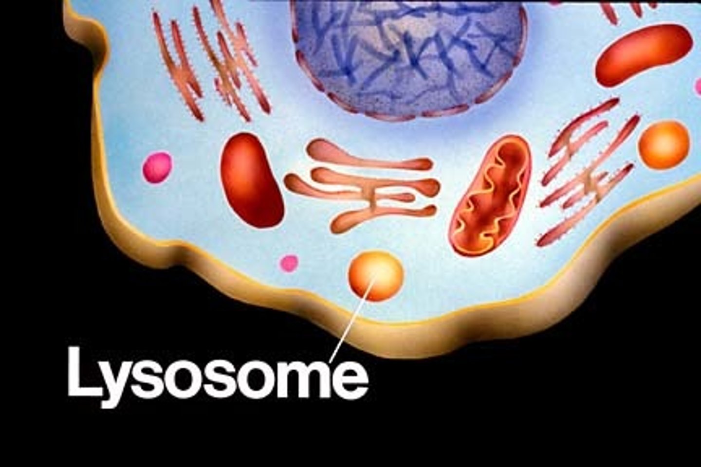 <p>Uses chemicals to break down food and worn out cell parts</p>