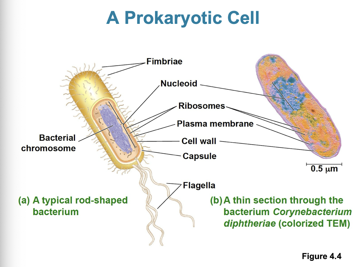 <ul><li><p>no nucleus/ membrane bound organelles</p></li><li><p>DNA is an unbound region called nucleiod</p></li><li><p>plasma membrane w/ cytoplasm inside and rigid cell wall on outside</p></li><li><p>1–5 μm</p></li><li><p>divides by binary fission</p></li></ul><p></p>