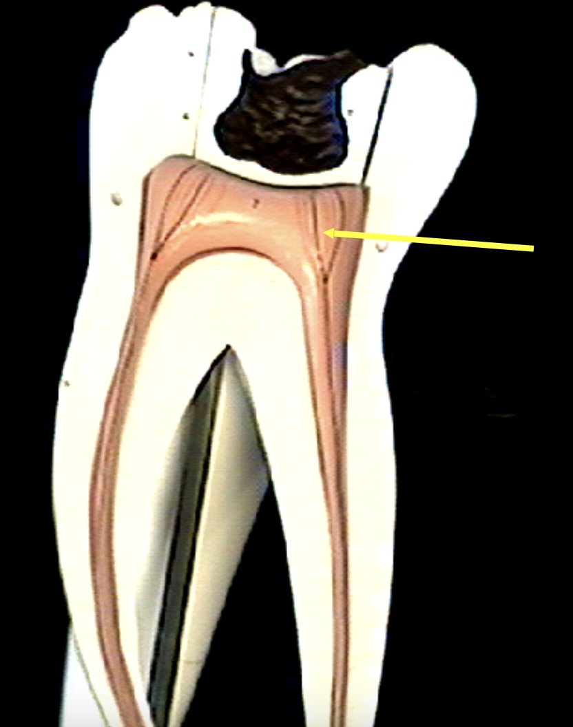 <p>Identify the organs of the digestive tract.</p>