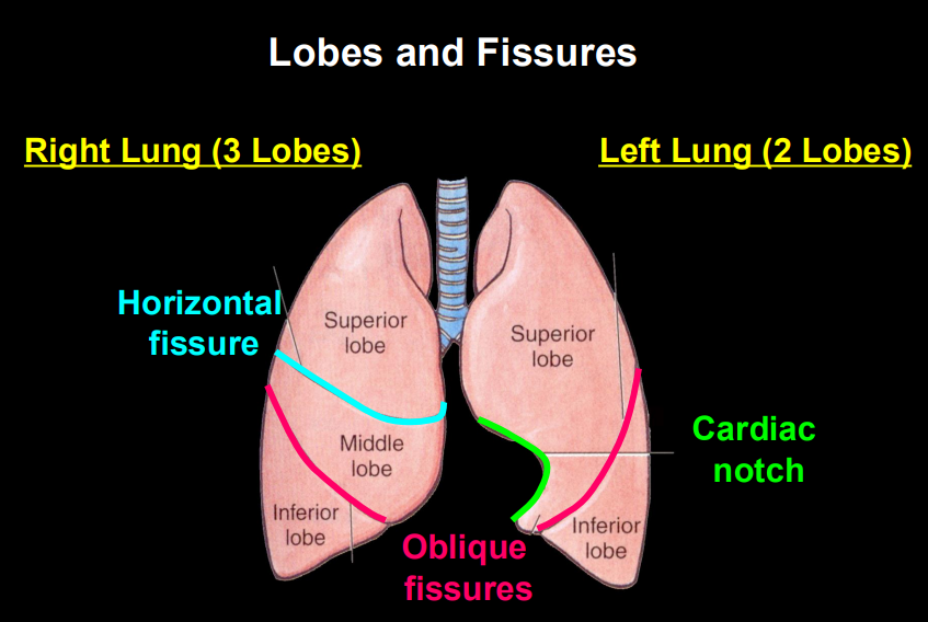 <ol><li><p><span style="background-color: transparent;"><strong>Lobar Division:</strong></span></p><ul><li><p><span style="background-color: transparent;"><strong>Right Lung:</strong> Larger and wider. It has <strong>3 lobes</strong> (Superior, Middle, Inferior) separated by <strong>two fissures</strong>: the <strong>Horizontal</strong> (separating superior/middle) and <strong>Oblique</strong> (separating middle/inferior).</span></p></li><li><p><span style="background-color: transparent;"><strong>Left Lung:</strong> Smaller due to the heart. It has <strong>2 lobes</strong> (Superior, Inferior) separated by only <strong>one fissure</strong>: the <strong>Oblique</strong>.</span></p></li></ul></li></ol><p></p>
