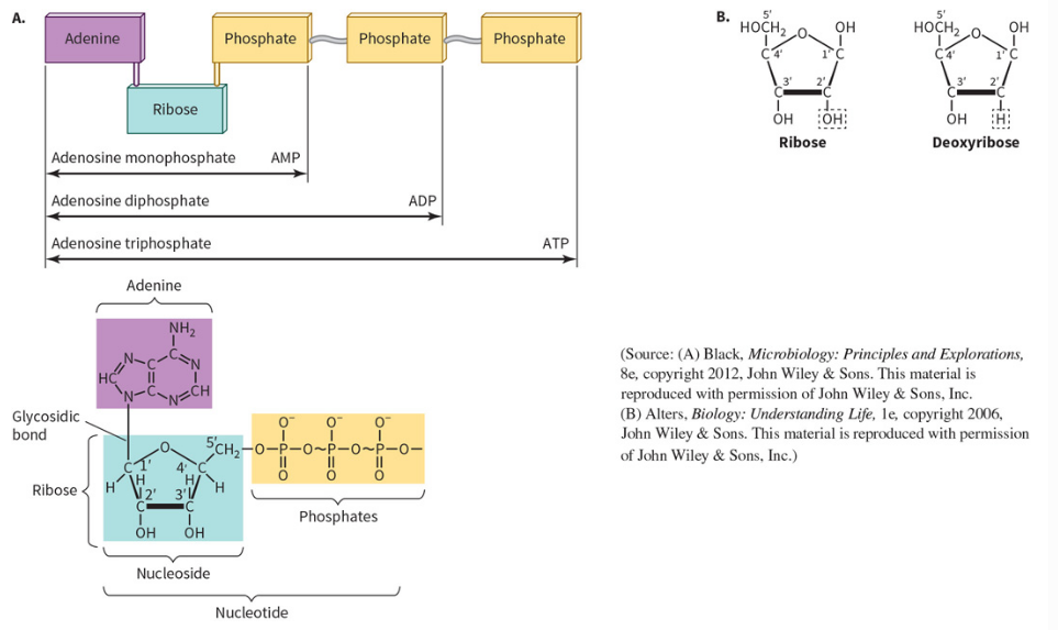 <p>(see image for the structure of a nucleotide) are monomeric units.</p><p><strong>Nucleotides are the building blocks of DNA and RNA. </strong>Nucleotides are the monomeric units of nucleic acids.</p><p>Each nucleotide has <strong>3 parts</strong>:</p><p class="x1hpqcdg x1ekroe6 xutxfr x1fie51u xgyxj25 xkyrhof x1elgs31 x1fv8qjw x1tbvfm1 xb72syl x1iew0xx x1c2l018 x14l7nz5 xuw7688 x1pjt2rx x160d6zm xrxpjvj">Phosphate + Sugar + Nitrogenous base</p><ol><li><p>A nucleotide is a molecule that consists of a nitrogen containing base/heterocyclic structures (adenine). So the nitrogen bases are heterocyclic structures containing Carbon and Nitrogen.</p></li></ol><p><strong>Heterocyclic </strong>means relating to a ring-shaped chemical structure where at least one atom in the ring is not carbon.</p><p><strong>Homocyclic </strong>is a cyclic chemical compound where the ring structure is made of atoms from a single element, usually carbon.</p><ol start="2"><li><p class="x1hpqcdg x1ekroe6 xutxfr x1fie51u xgyxj25 xkyrhof x1elgs31 x1fv8qjw x1tbvfm1 xb72syl x1iew0xx x1c2l018 x14l7nz5 xuw7688 x1pjt2rx x160d6zm xrxpjvj">A sugar molecule that is covalently attached to the nitrogen base</p></li><li><p class="x1hpqcdg x1ekroe6 xutxfr x1fie51u xgyxj25 xkyrhof x1elgs31 x1fv8qjw x1tbvfm1 xb72syl x1iew0xx x1c2l018 x14l7nz5 xuw7688 x1pjt2rx x160d6zm xrxpjvj">phosphate there can be 1-3 phosphates attached.</p></li></ol><p class="x1hpqcdg x1ekroe6 xutxfr x1fie51u xgyxj25 xkyrhof x1elgs31 x1fv8qjw x1tbvfm1 xb72syl x1iew0xx x1c2l018 x14l7nz5 xuw7688 x1pjt2rx x160d6zm xrxpjvj"><strong>As long as you have a nitrogen base, sugar and a phosphate, that constitutes a nucleotide.</strong></p><ul><li><p class="x1hpqcdg x1ekroe6 xutxfr x1fie51u xgyxj25 xkyrhof x1elgs31 x1fv8qjw x1tbvfm1 xb72syl x1iew0xx x1c2l018 x14l7nz5 xuw7688 x1pjt2rx x160d6zm xrxpjvj">1 phosphate: monophosphate</p></li><li><p class="x1hpqcdg x1ekroe6 xutxfr x1fie51u xgyxj25 xkyrhof x1elgs31 x1fv8qjw x1tbvfm1 xb72syl x1iew0xx x1c2l018 x14l7nz5 xuw7688 x1pjt2rx x160d6zm xrxpjvj">2 phosphates: diphosphate</p></li><li><p class="x1hpqcdg x1ekroe6 xutxfr x1fie51u xgyxj25 xkyrhof x1elgs31 x1fv8qjw x1tbvfm1 xb72syl x1iew0xx x1c2l018 x14l7nz5 xuw7688 x1pjt2rx x160d6zm xrxpjvj">3 phosphates: triphosphate</p></li></ul><p>In purines, the number 9 Nitrogen is covalently bound to the 1 prime Carbon</p><p>In Pyrimidines, N1 position is bound to 1 prime Carbon</p><p>Third component:1, 2 or 3 phosphates.</p><p><strong>Nucleic acids are polymers</strong></p>