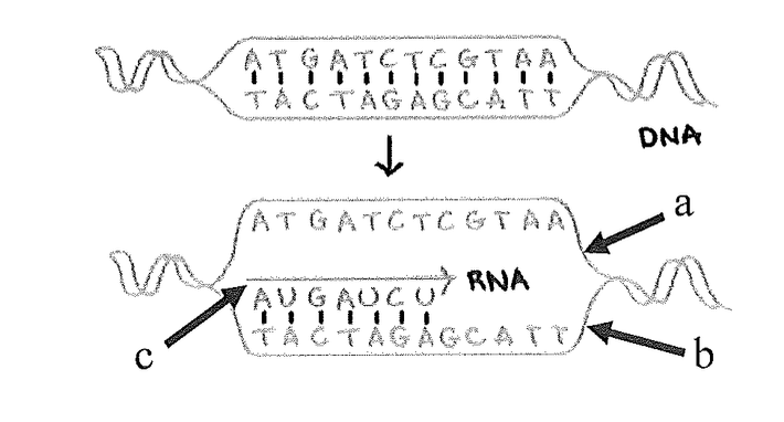 <p>What is the letter “a” pointing to?</p>