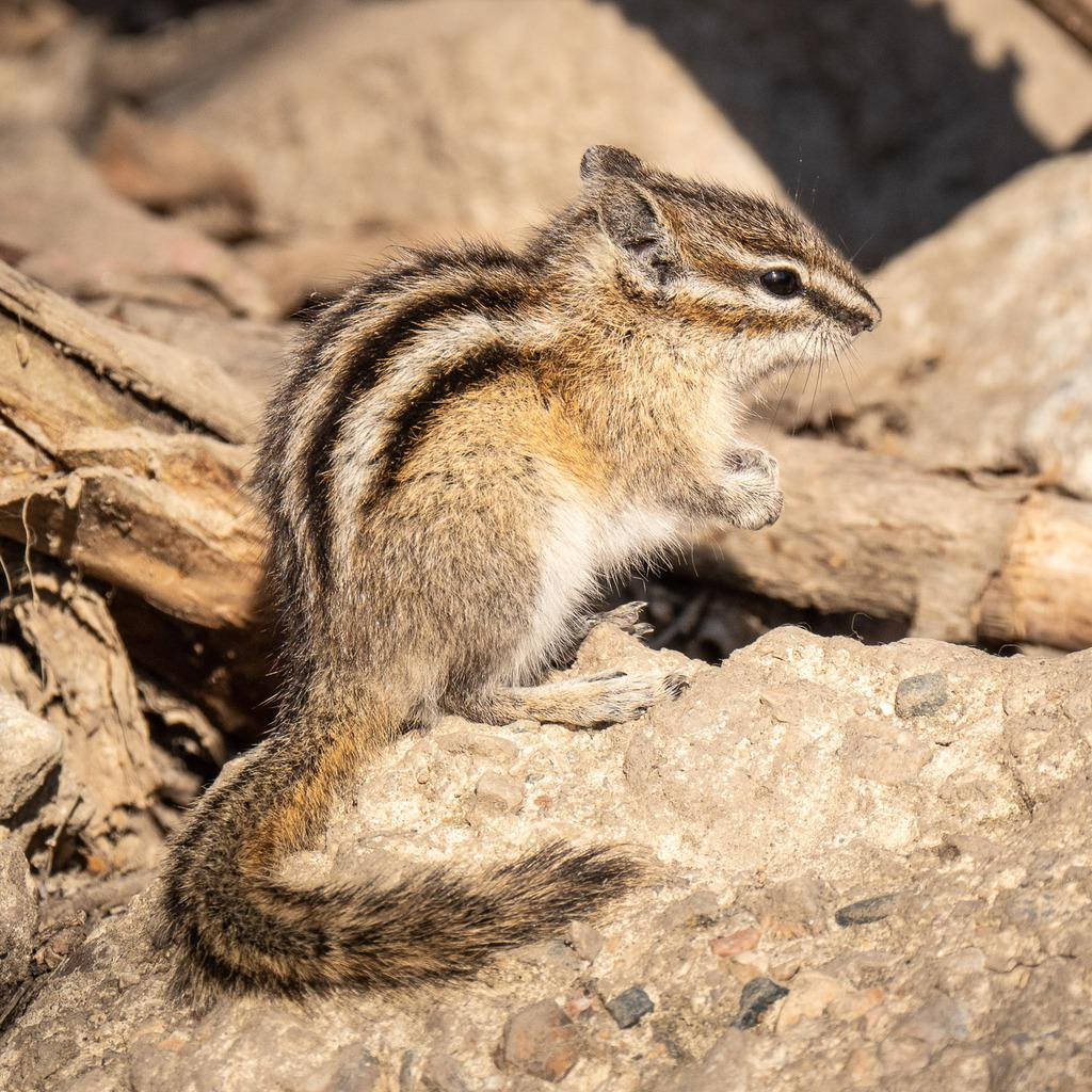 <p>Common Name: Least chipmunk</p><p>**Skin in lab</p>