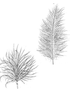 <ul><li><p>down</p><ul><li><p>feathers close to the body that insulate it</p></li><li><p>have entirely plumulaceous vanes</p></li><li><p>nestlings initially covered in down feathers</p></li></ul></li><li><p>semiplume</p><ul><li><p>intermediate between down and contour feather</p></li><li><p>provides insulation and form</p></li></ul></li></ul><p></p>