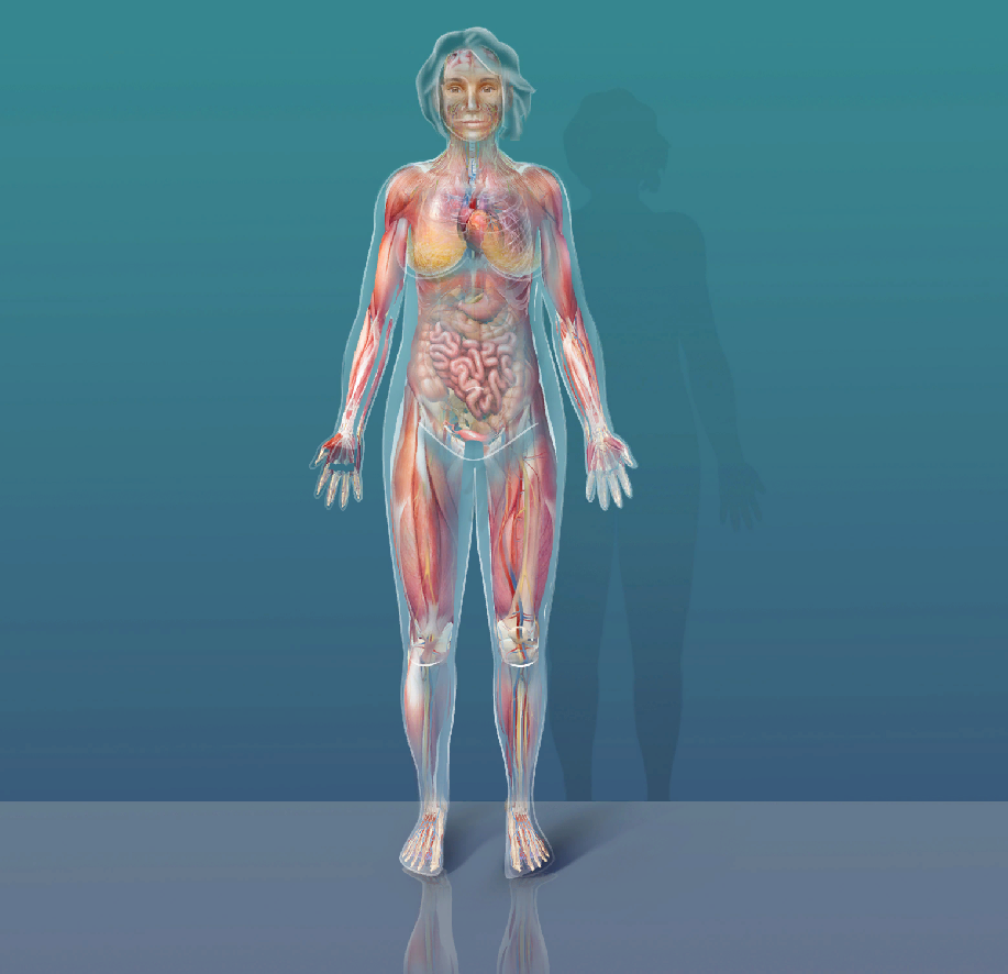<p>anatomical position includes …</p>