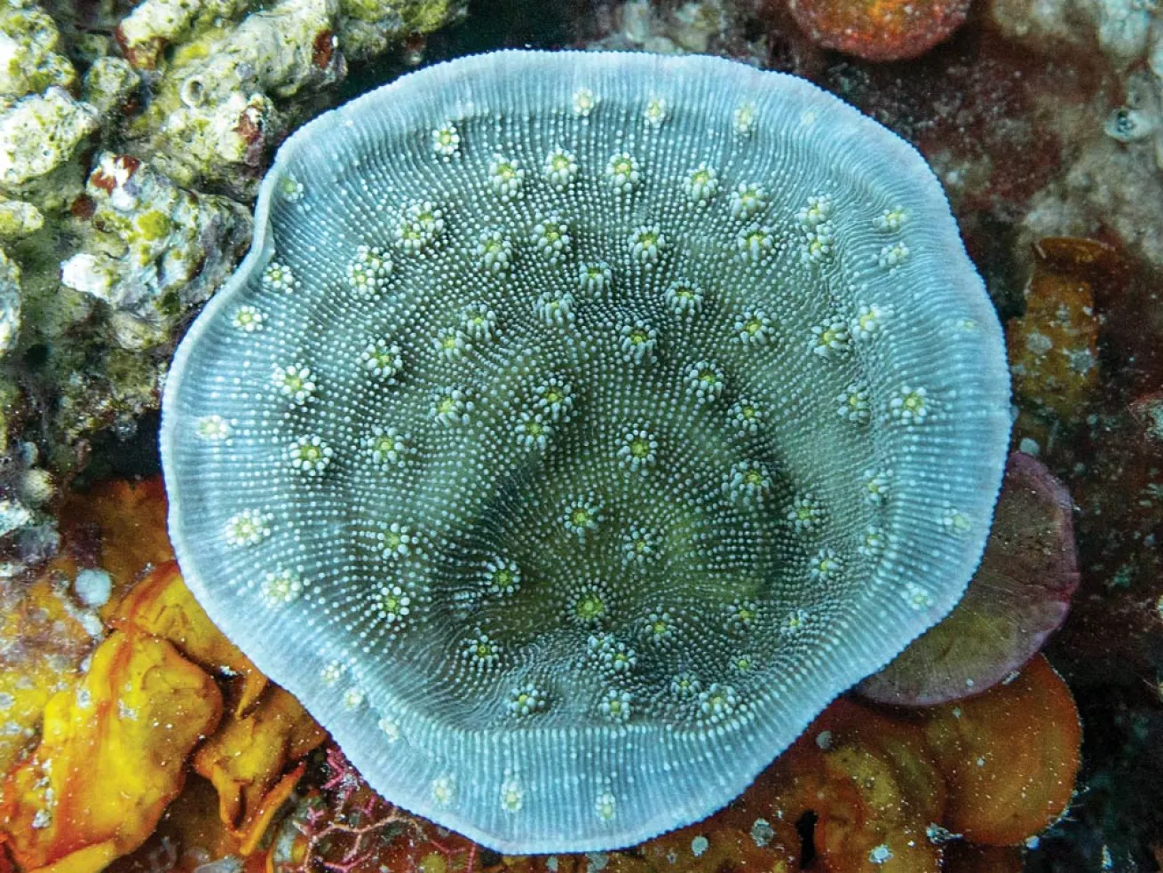 <p>Foliose coral characterized by thin laminae and thin-walled corallites.</p>