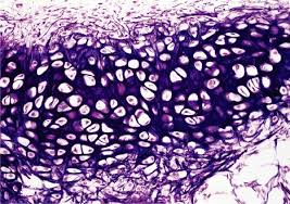 <p>Identifica el tejido</p>