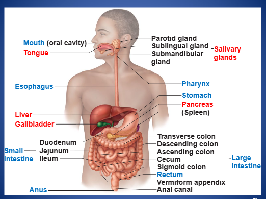 <p>2, alimentary canal (gastrointestinal or GI tract), accessory</p>