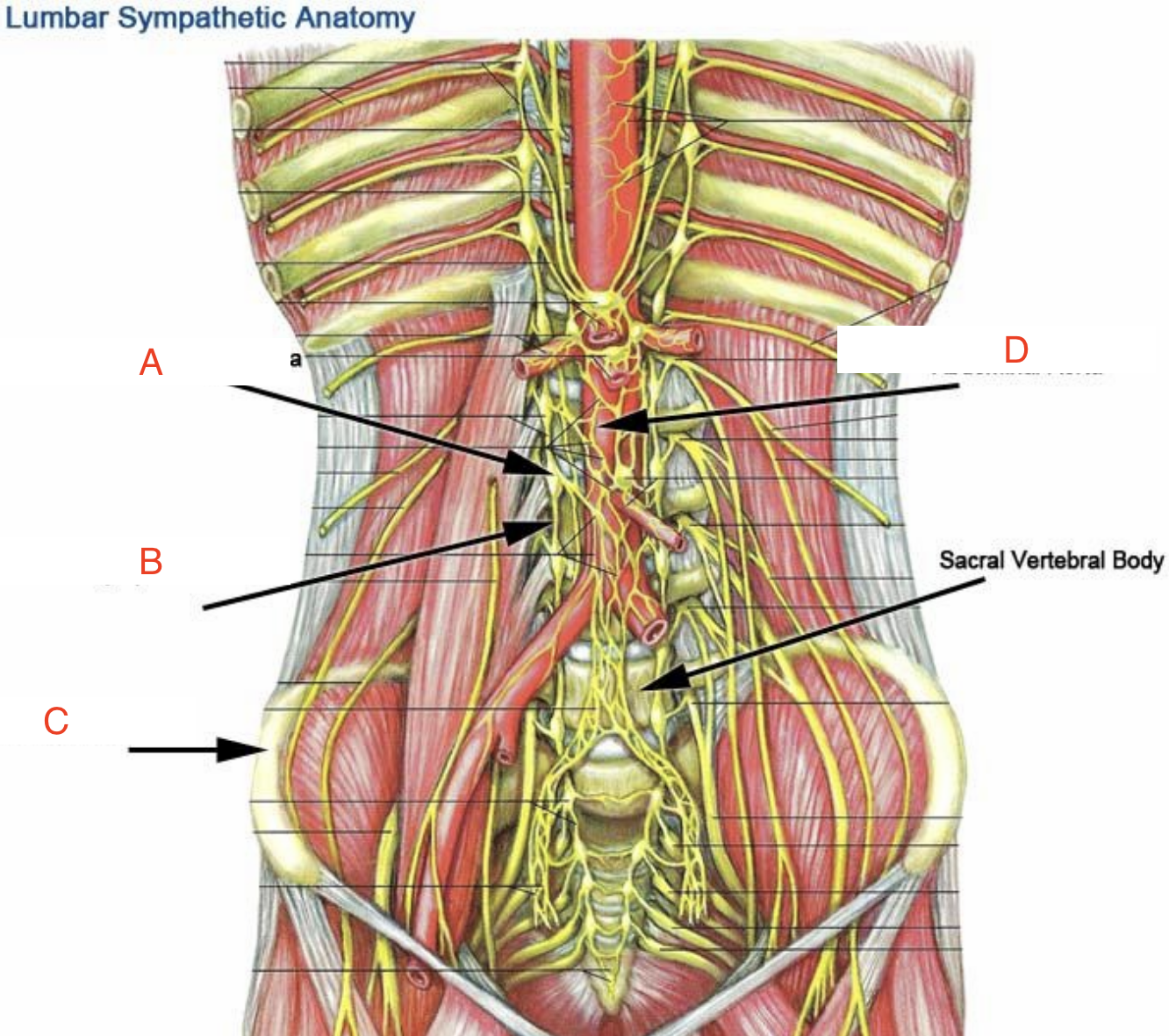<p>what nerve is B?</p>