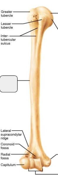 <p>What marking?</p>