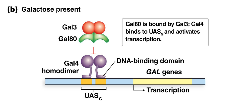 <ul><li><p>When galactose is present, galactose and <strong>Gal3</strong> (encoded by the <em>GAL3</em> gene) bind to Gal80.</p></li><li><p>This binding causes Gal80 to release Gal4, freeing the DNA-binding domain of Gal4.</p></li><li><p>Gal4 can then recognize and bind to the <span style="font-family: KaTeX_Main, "Times New Roman", serif; line-height: 1.2; font-size: 1.21em;">UASG</span> sites.</p></li><li><p>The transcriptional activation domain of Gal4 then activates transcription of the <em>GAL</em> genes.</p></li></ul><p></p>